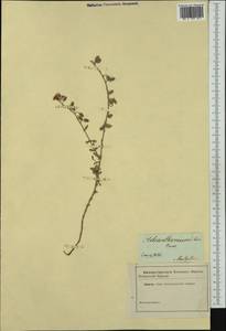 Helianthemum nummularium subsp. obscurum (Celak.) J. Holub, Western Europe (EUR) (France)