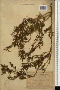 Suaeda altissima (L.) Pall., Caucasus, Armenia (K5) (Armenia)