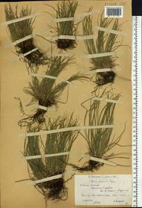 Carex humilis Leyss., Siberia, Western (Kazakhstan) Altai Mountains (S2a) (Kazakhstan)