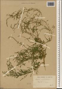 Dysphania ambrosioides (L.) Mosyakin & Clemants, South Asia, South Asia (Asia outside ex-Soviet states and Mongolia) (ASIA) (Syria)