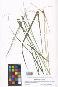 Molinia caerulea (L.) Moench, Eastern Europe, Moscow region (E4a) (Russia)