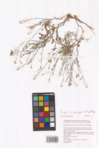 Rorippa brachycarpa (C.A.Mey.) Hayek, Eastern Europe, Lower Volga region (E9) (Russia)