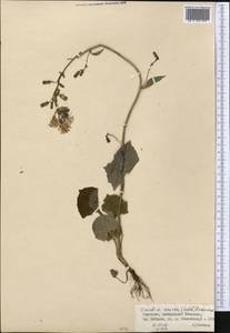 Cicerbita azurea (Ledeb.) Beauverd, Middle Asia, Northern & Central Tian Shan (M4) (Kyrgyzstan)