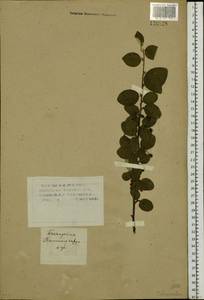 Cotoneaster melanocarpus G. Lodd., Siberia, Western Siberia (S1) (Russia)