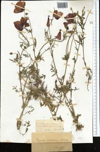 Roemeria pavonina, Middle Asia, Dzungarian Alatau & Tarbagatai (M5) (Kazakhstan)