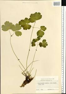 Aquilegia vulgaris L., Eastern Europe, North-Western region (E2) (Russia)