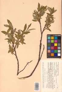 Salix divaricata Pall., Siberia, Altai & Sayany Mountains (S2) (Russia)