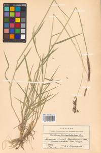 Hordeum brevisubulatum (Trin.) Link, Siberia, Russian Far East (S6) (Russia)