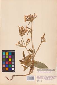 Saponaria officinalis L., Eastern Europe, Middle Volga region (E8) (Russia)
