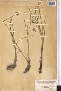 Allium hymenorhizum Ledeb., Middle Asia, Pamir & Pamiro-Alai (M2) (Kyrgyzstan)