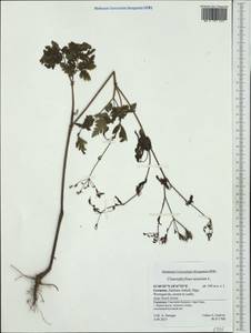 Chaerophyllum temulum L., Western Europe (EUR) (Germany)