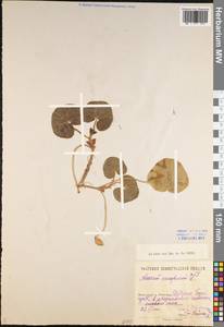 Asarum europaeum L., Eastern Europe, North-Western region (E2) (Russia)
