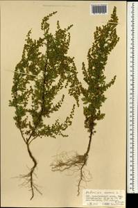 Artemisia annua L., Mongolia (MONG) (Mongolia)