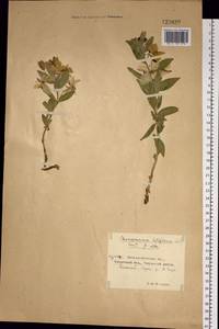 Chamaenerion latifolium (L.) Sweet, Siberia, Chukotka & Kamchatka (S7) (Russia)