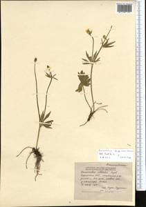 Ranunculus songoricus Schrenk, Middle Asia, Northern & Central Tian Shan (M4) (Kyrgyzstan)