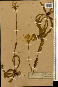 Filipendula vulgaris Moench, Caucasus, Azerbaijan (K6) (Azerbaijan)