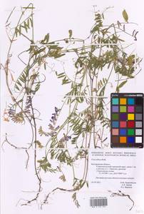 Vicia villosa Roth, Eastern Europe, Central forest-and-steppe region (E6) (Russia)