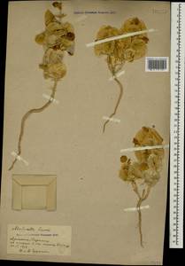 Moluccella laevis L., Caucasus, Armenia (K5) (Armenia)