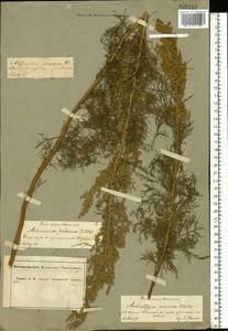 Artemisia abrotanum L., Eastern Europe, Central forest-and-steppe region (E6) (Russia)