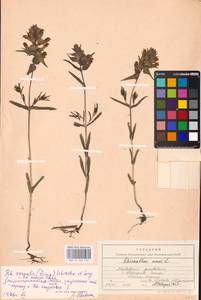 MHA 0 162 110, Rhinanthus serotinus var. vernalis (N.W.Zinger) Janch., Eastern Europe, Middle Volga region (E8) (Russia)