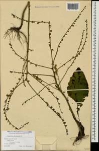 Carpesium abrotanoides L., Caucasus, Black Sea Shore (from Novorossiysk to Adler) (K3) (Russia)