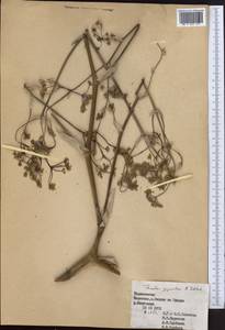 Ferula gigantea B. Fedtsch., Middle Asia, Pamir & Pamiro-Alai (M2) (Tajikistan)