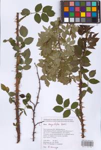 Rosa corymbifera Borkh., Eastern Europe, Lower Volga region (E9) (Russia)