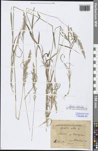 Agrostis stolonifera L., Siberia, Altai & Sayany Mountains (S2) (Russia)