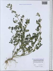 Chenopodium sosnowskyi Kapeller, Caucasus, Stavropol Krai, Karachay-Cherkessia & Kabardino-Balkaria (K1b) (Russia)
