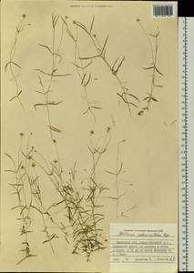 Stellaria peduncularis Bunge, Siberia, Western Siberia (S1) (Russia)