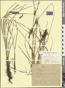 Carex acuta L., Caucasus, Armenia (K5) (Armenia)