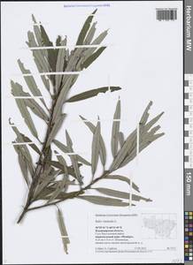 Salix viminalis L., Eastern Europe, Central region (E4) (Russia)