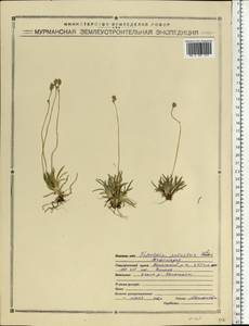 Tofieldia pusilla (Michx.) Pers., Eastern Europe, Northern region (E1) (Russia)