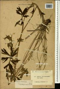 Ranunculus caucasicus M. Bieb., Caucasus, Krasnodar Krai & Adygea (K1a) (Russia)