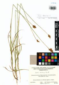 Carex leporina L., Siberia, Baikal & Transbaikal region (S4) (Russia)