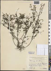 Galinsoga parviflora Cav., South Asia, South Asia (Asia outside ex-Soviet states and Mongolia) (ASIA) (China)