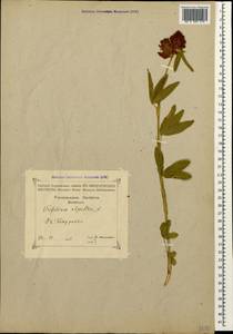 Trifolium alpestre L., Caucasus, Georgia (K4) (Georgia)