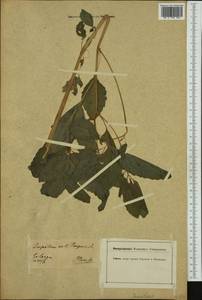 Impatiens noli-tangere L., Western Europe (EUR) (Germany)