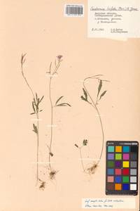 Cardamine trifida (Lam. ex Poir.) B. M. G. Jones, Siberia, Russian Far East (S6) (Russia)