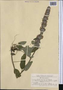 Stachys germanica L., Western Europe (EUR) (Romania)