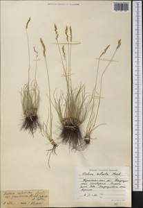 Festuca valesiaca Schleich. ex Gaudin, Middle Asia, Northern & Central Kazakhstan (M10) (Kazakhstan)