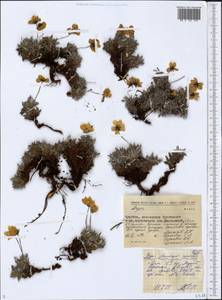 Dryas integrifolia subsp. chamissonis (Spreng.) Scoggan, Siberia, Chukotka & Kamchatka (S7) (Russia)