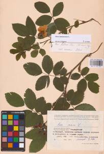 Rosa majalis Herrm., Eastern Europe, Western region (E3) (Russia)