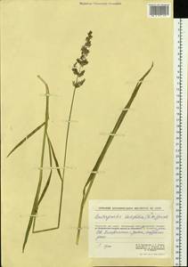 Arctagrostis latifolia (R.Br.) Griseb., Siberia, Chukotka & Kamchatka (S7) (Russia)