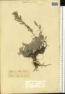Artemisia nutans Willd., Eastern Europe, Lower Volga region (E9) (Russia)
