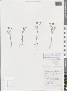 Bupleurum baldense Turra, Crimea (KRYM) (Russia)