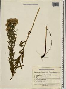Galatella sedifolia subsp. dracunculoides (Lam.) Greuter, Caucasus, Stavropol Krai, Karachay-Cherkessia & Kabardino-Balkaria (K1b) (Russia)