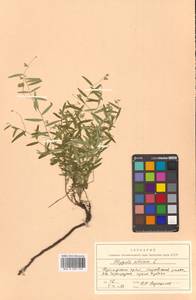 Polygala sibirica L., Siberia, Russian Far East (S6) (Russia)
