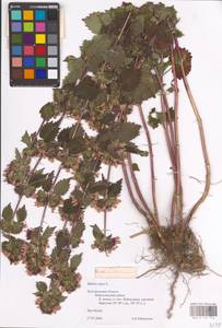 MHA 0 154 716, Ballota nigra L., Eastern Europe, Central forest-and-steppe region (E6) (Russia)