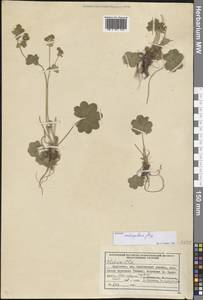 Alchemilla retropilosa Juz., Middle Asia, Northern & Central Tian Shan (M4) (Kyrgyzstan)